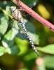 Aeshna mixta